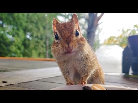 Keeping Females Leaves Scars On Attractive Man Face Of Chipmunk Manchu
