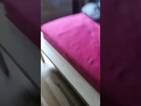 Bibi katze von Kiesem