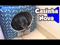 Nick O Pinscher Em Olha O Que Ele Ganhou Será Que Gostou