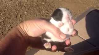 preview picture of video 'Dutch Bunnies at The Mead Ranch 2 Weeks Old'