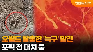오월드 탈출한 '늑구' 발견…포획 전 대치 중 / 연합뉴스TV (YonhapnewsTV)