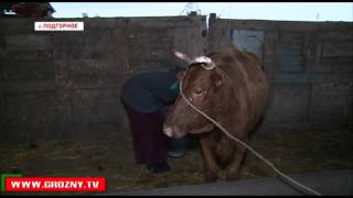 Частные предприниматели все чаще выбирают животноводство как вид деятельности