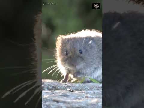 モグラかハタネズミか？それらを見分けて行動を起こす方法を学びましょう #shorts