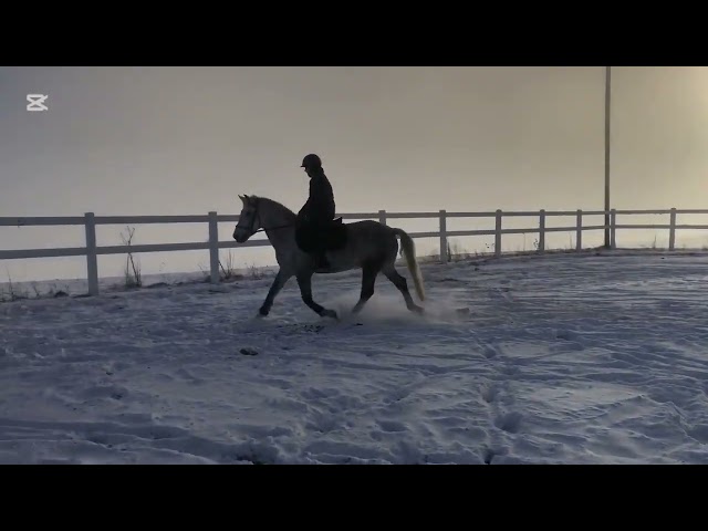 Propose grand poney D