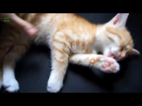 lovely and adorable cats meawing