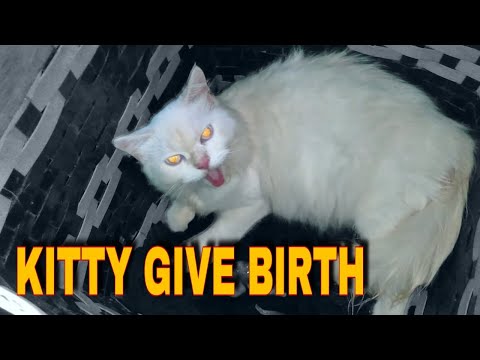 MY CAT GAVE BIRTH TO 3 PREMATURE kittens in the barn