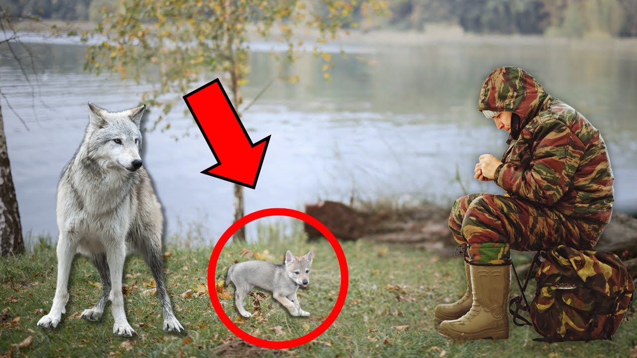 Loba herida lleva a su cachorro al pescador. Y EL PESCADOR HACE ALGO INCREÍBLE Y SE PONE A LLORAR...