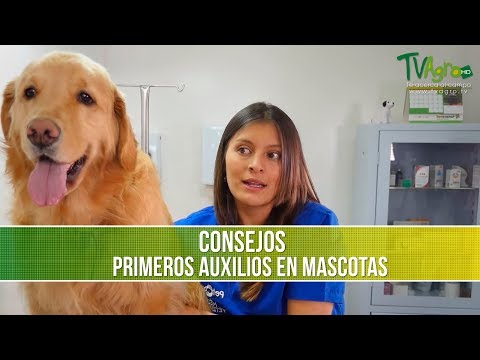 What is First Aid for Pets? - TvAgro by Juan Gonzalo Angel Restrepo