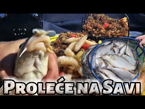 Odlicno radi riba na Savi ovih dana, prelepo feeder pecanje u Obrenovcu-Zabran 9.3.2025