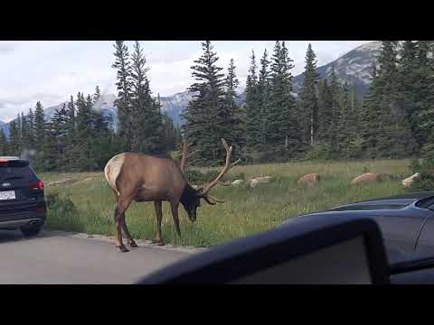 Elk On the Road