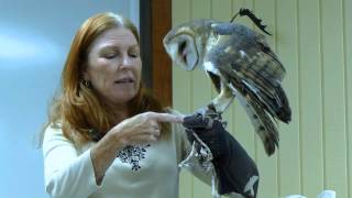 preview picture of video 'Owls and Hawks - Lois Auer at Hidden Oaks Nature Center in Annandale, VA'