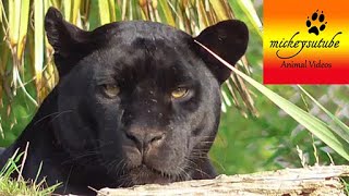 Black Jaguar Death Stare