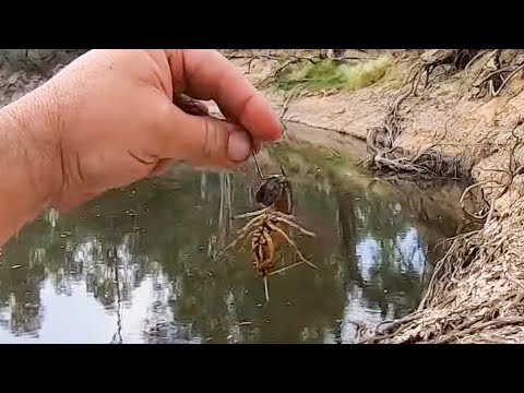 How to rig a yabby as fishing bait