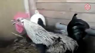 Download lagu Suara ayam pelung terpanjang rocker mp3 Download lagu Suara ayam pelung terpanjang rocker mp3