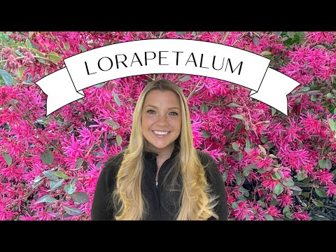 Plant Profile Lorapetalum AKA Chinese Fringe Flower :: The BEST Supporting Plant There Is!