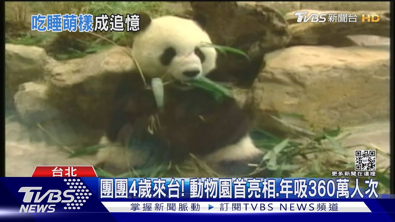 貓熊團團病逝　回顧一生！從小成鎂光燈焦點