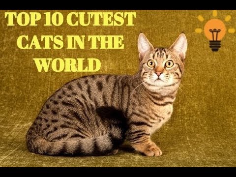Top 10 Cutest Cat Breeds To own for 2018-Beautiful Cat Breeds