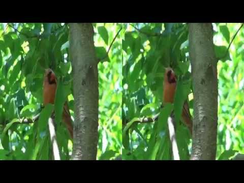 Central park, 7.6.2015