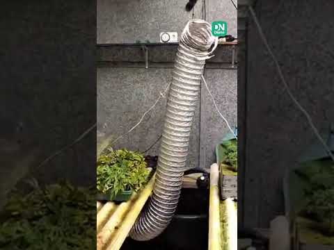 Polícia Civil desativa 'laboratório' de maconha em pousada de Caucaia