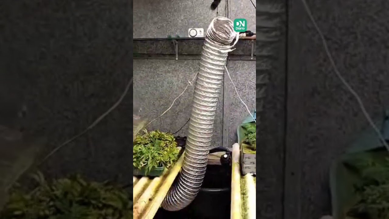 Imagem da notícia: Polícia Civil desativa 'laboratório' de maconha em pousada de Caucaia