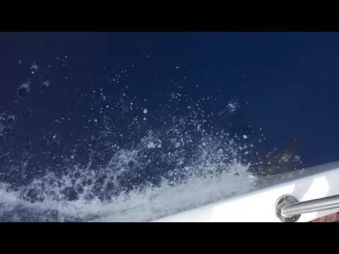 Dolphin Med Oyster 655