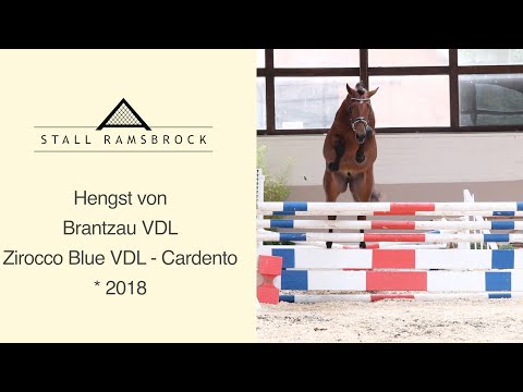 Nr 45 Brantzau VDL x Zirocco Blue VDL