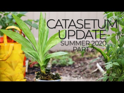 Summer 2020 Catasetum Update Part 2 - PET Method / Hybrid Semi-Hydroponics Setup