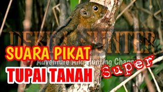 Download lagu SUARA PIKAT TUPAI TANAH SUPER KENCANG mp3 Download lagu SUARA PIKAT TUPAI TANAH SUPER KENCANG mp3