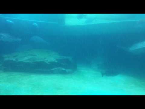 会計学科 ウミガメ