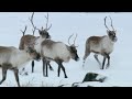 Reindeer's Amazing Adaptations to Living in Snow | Snow Animals | BBC Earth