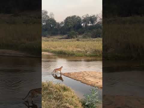 Cheetah Running at Full-Speed  #krugernationalpark #safari #animals