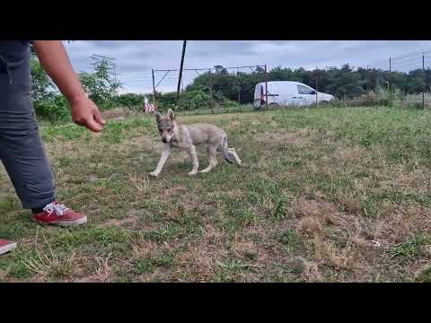 Czechoslovakian Wolfdog puppy for sale