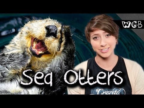 ラッコは奇妙なキモさと美しさを持っています (Sea Otters Are Weird Gross and Beautiful)