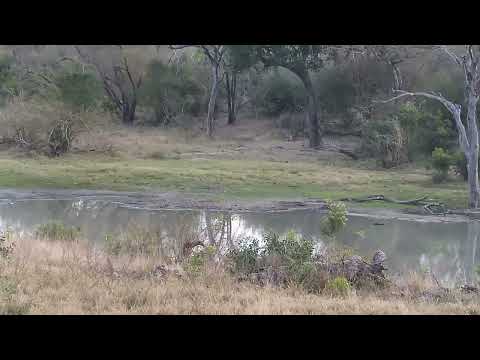 Djuma: Audio only-Baboons, Vervet Monkeys and Birds alarming - 06:17 - 08/29/2023