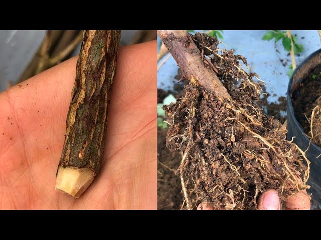 Video Pronunciation of Bougainvillea glabra in English