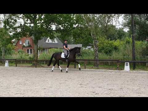 Hannoveraner Rappstute v. Viscount/ Desperados