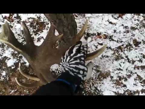 Zrzuty 03.02.2018, poroże jelenia (4,2 kg)