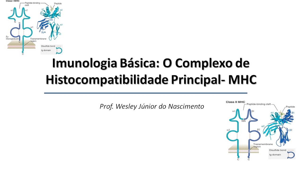 Imunologia Básica -Aula 14- Complexo de Histocompatibilidade Principal-  MHC