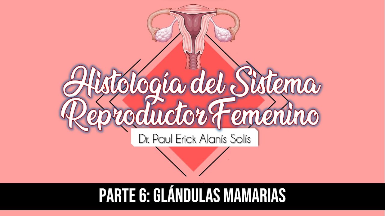 Histología del Sistema Reproductor Femenino 6 - Glándula mamaria
