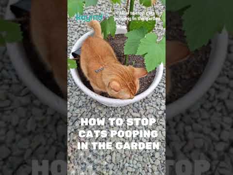 How to Stop Cats Pooping in the Garden #gardening  #berkebun