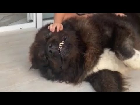 Caucasian Shepherd Black Bear🖤