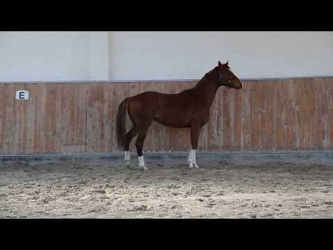 2-jähriger Oldenburger Hengst von Don Olymbrio/Florestan