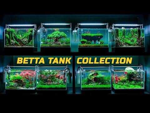 Amazing Betta Fish Tank Collection! (Aquarium Tour + Care Tips)