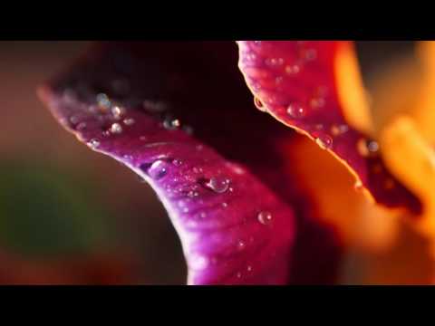 Tu as le look, Rosy - Version locale - Matahi, Tommy  Nick