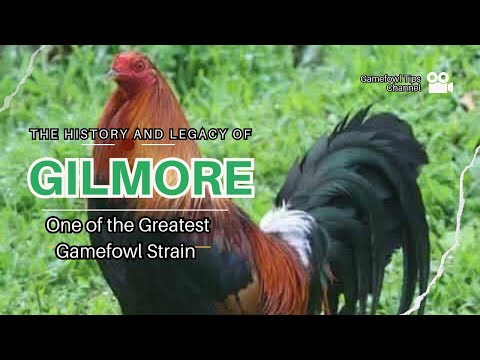 Gilmore Hatch Bloodline: History and Legacy of One of the Greatest Gamefowl Strains
