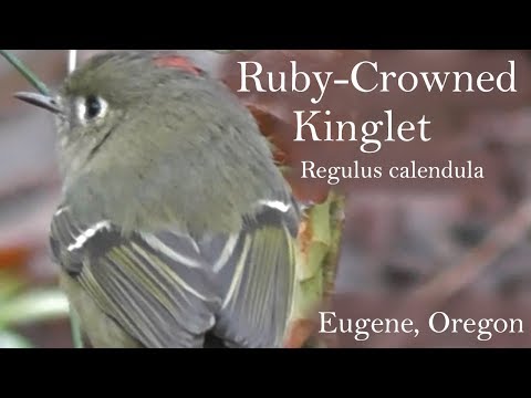 Ruby-Crowned Kinglet (Regulus calendula), Hendricks Park, Eugene, Oregon, USA