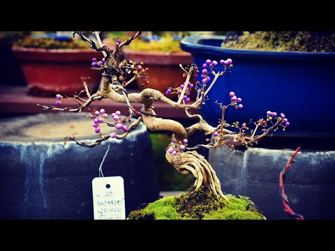 Ueno Green Club Japan, Bonsai Sale