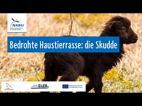 Artenporträt: Skudden – Alte Hausschafrasse, Naturschutz & Landschaftspflege (Vortragsmitschnitt)