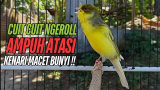 Download lagu SUARA Kenari GACOR PANJANG Pancingan & masteran Kenari Paud AGAR gacor AMPUH Kenari MACET bunyii mp3