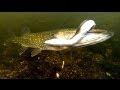 Pike fishing wt lures Savage Gear Eel. Underwater ...